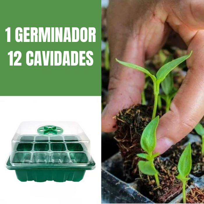 GERMINADOR + DOMO 12 CAVIDADES