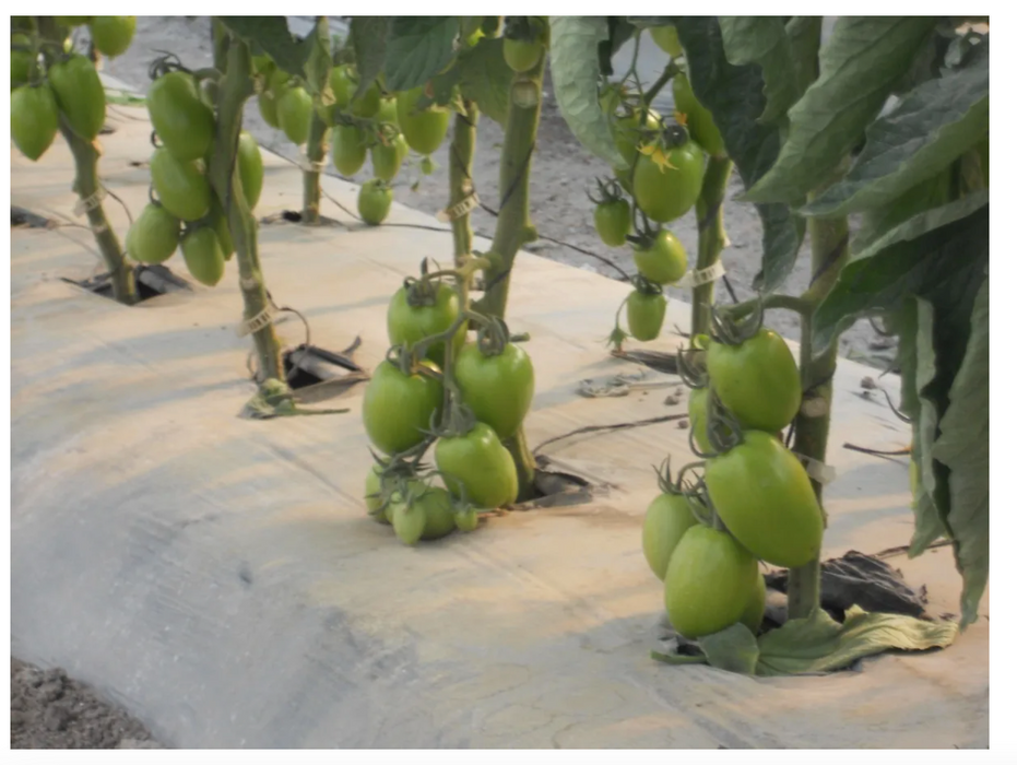 ACOLCHADO CAL90  1.20 X 100m LISO