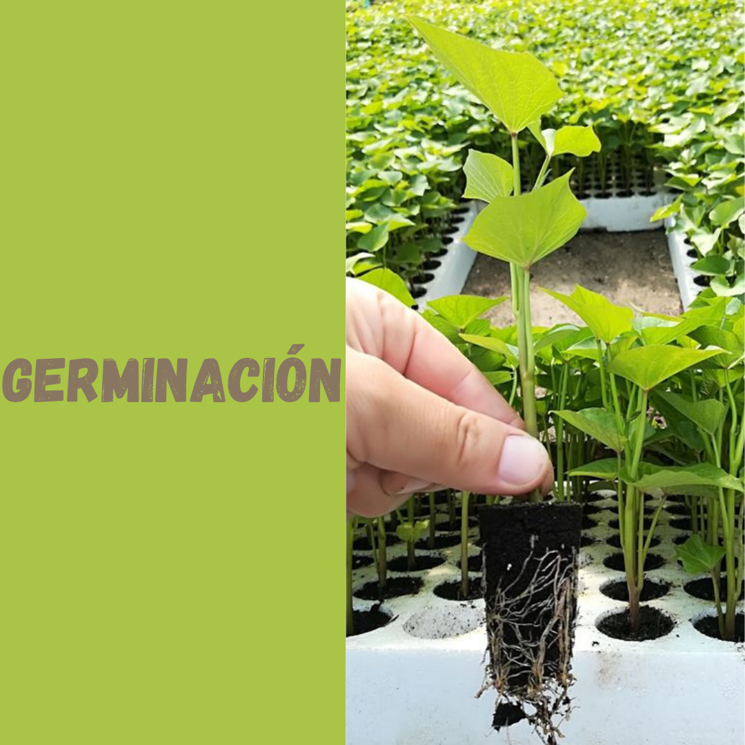 GERMINACIÓN