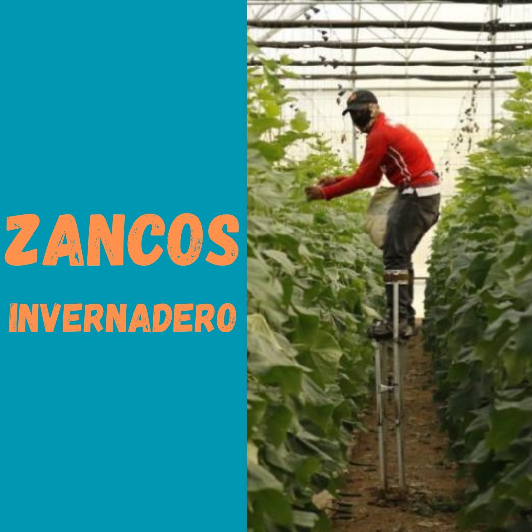 ZANCOS INVERNADERO