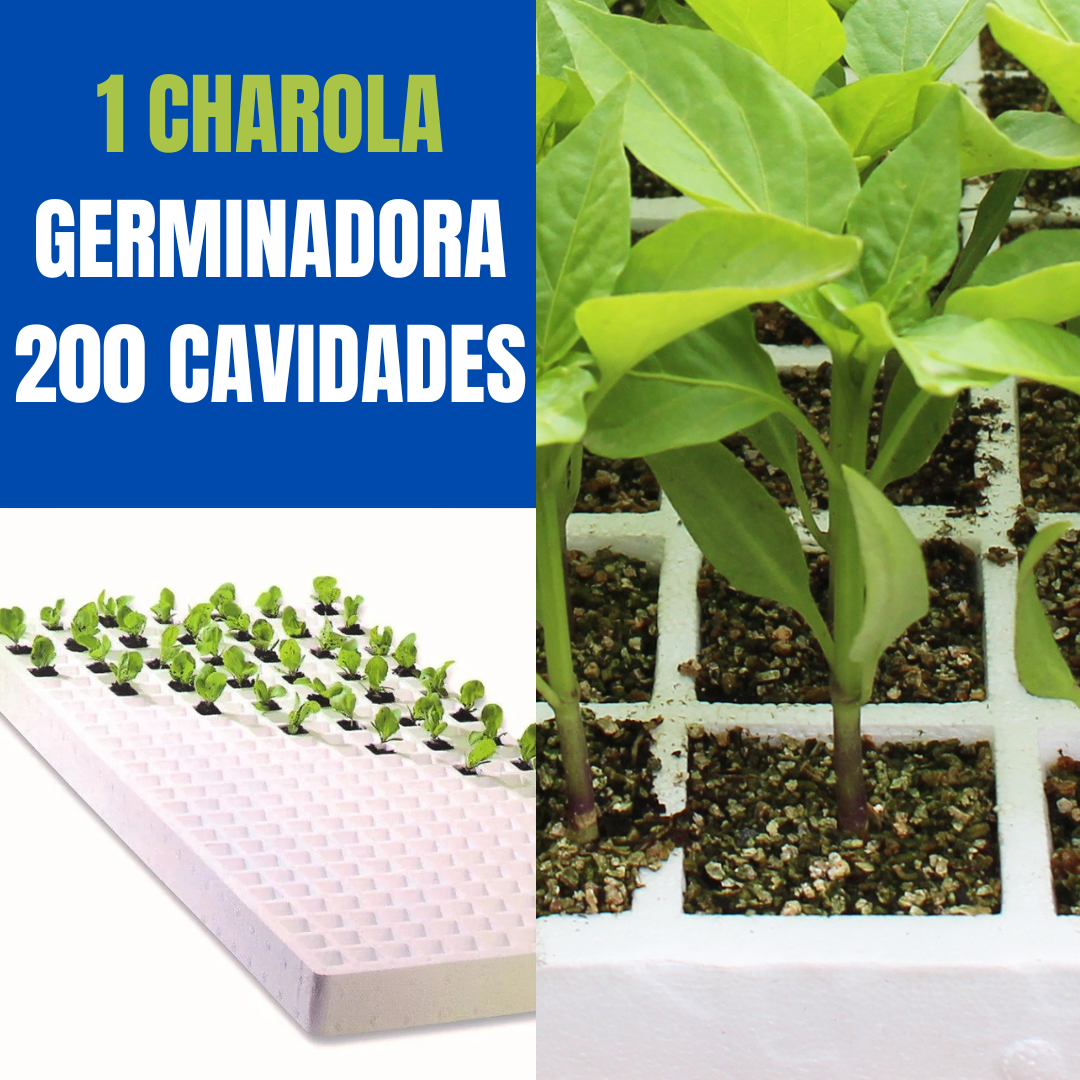 GERMINACIÓN
