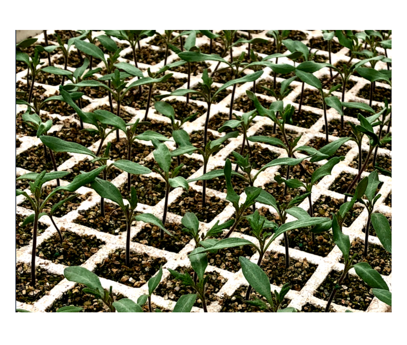 1 CHAROLA + 1 FUNDA GERMINADORA