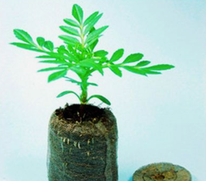1280 PEAT PELLET GERMINACIÓN CAJA