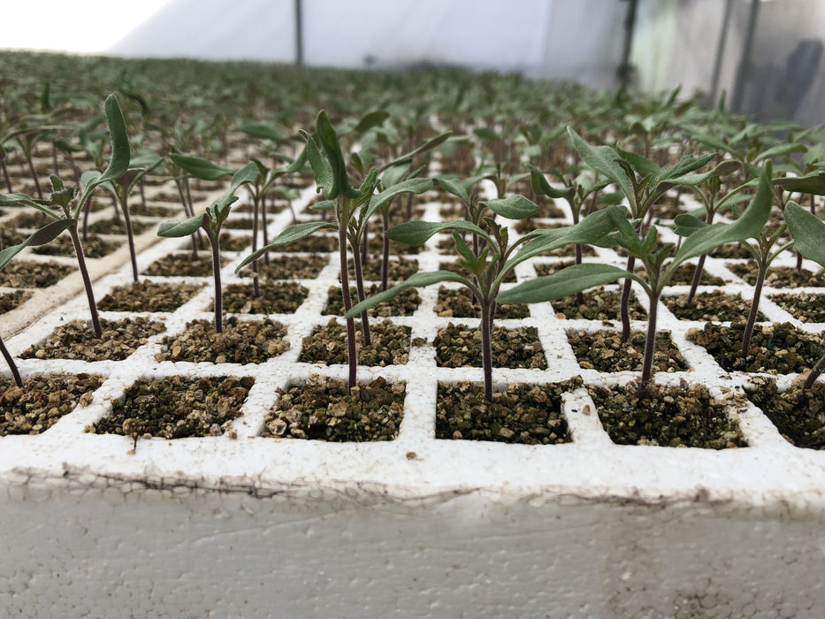 5 CHAROLA GERMINADORA 200 CAVIDADES